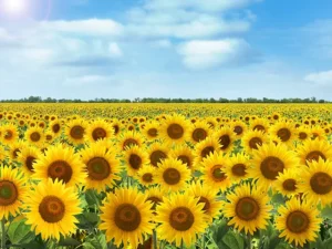 老若を超えて、未来をつなぐ会議の場づくり