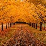 秋晴れとヒノキの香り――職場の風景と施工事例