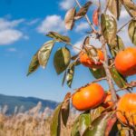 記録的な秋のあとに――厨房フードの補修施工事例