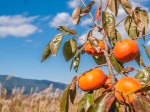 記録的な秋のあとに――厨房フードの補修施工事例