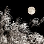 秋の月とともに――十五夜の由来と現場施工のご紹介